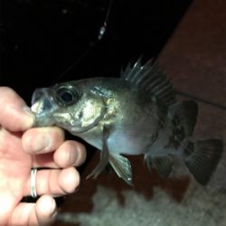 メバル夜釣り