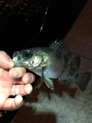 メバル夜釣り