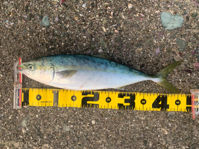 ヤズのち巨エソ