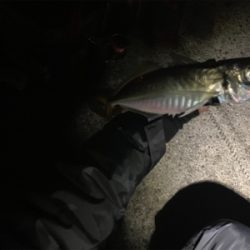 デカすぎ（バーサー）アジング