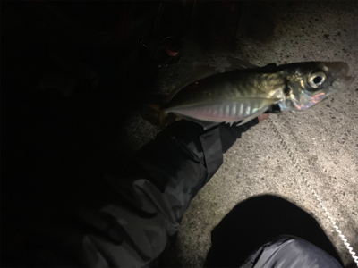 デカすぎ（バーサー）アジング