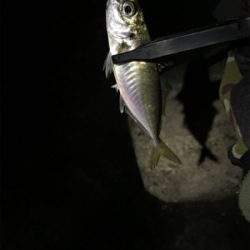 連日のアジング