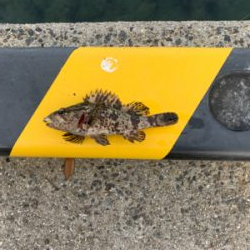 本命とは違うけど…