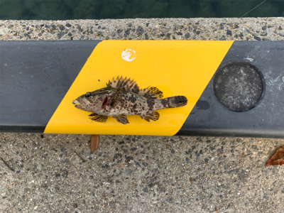 本命とは違うけど…