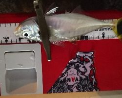 アジング練習 82