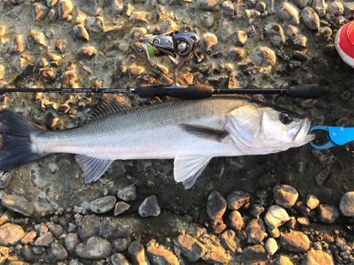 ズル引きでシーバス