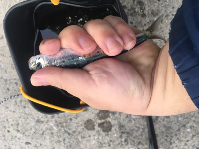 大浜埠頭でアジング修行のつもりが…