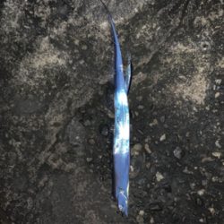 何とか、居てました。