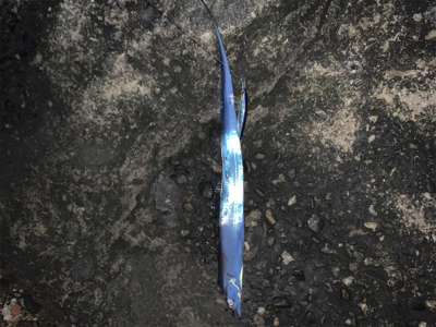 何とか、居てました。