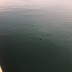 スーパーライトショアジギング…異常なし。