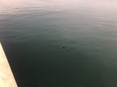 スーパーライトショアジギング…異常なし。