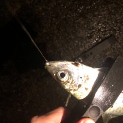 アジングで良型