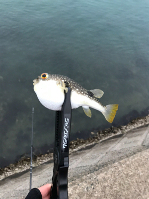 アジを求めて⑭