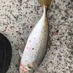 ウルトラライトショアジギング