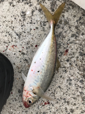 ウルトラライトショアジギング