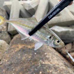 デイフィッシング