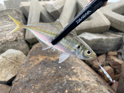 デイフィッシング