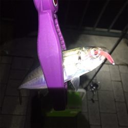 アジング ショートバイトが。