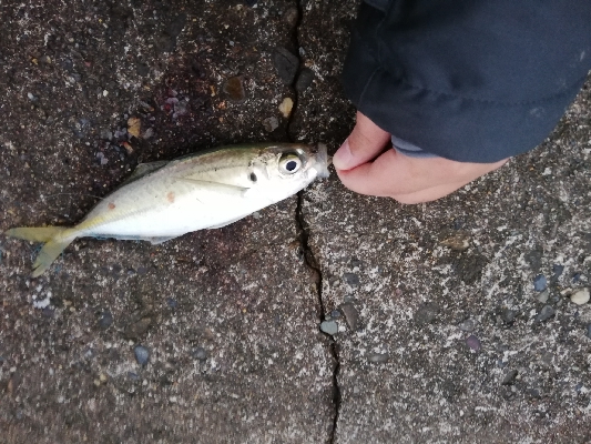 いいサイズのアジ