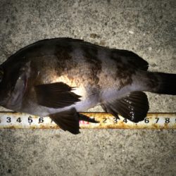 メバル開幕！タチウオ閉幕！