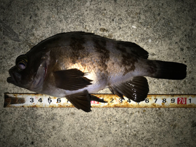 メバル開幕！タチウオ閉幕！