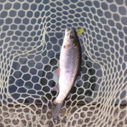 爆釣⁈ 千早川マス釣り場