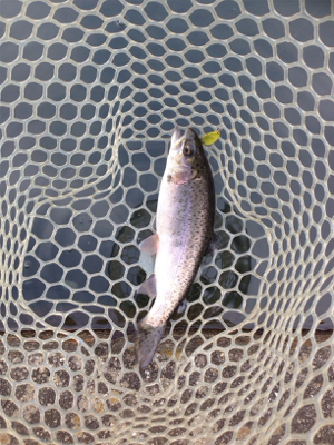 爆釣⁈ 千早川マス釣り場