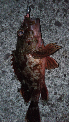 アジングで色々