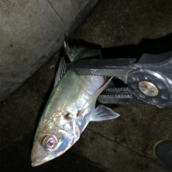 半月アジング〜