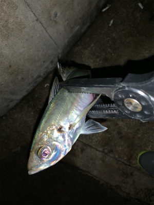 半月アジング〜