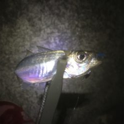 中アジを求めて