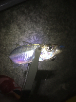 中アジを求めて