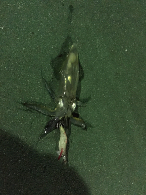初のヒイカ釣り