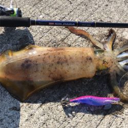 日中でいいサイズ出ました(^^)