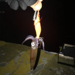 やっぱり渋いヒイカ釣り(＞＜)