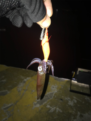 やっぱり渋いヒイカ釣り(＞＜)