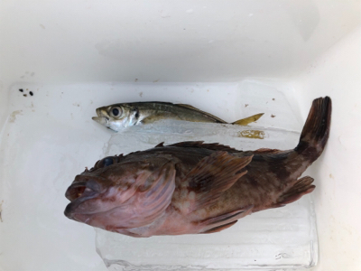 激シブアジング