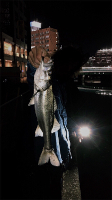 2019/12/23 横浜シーバス