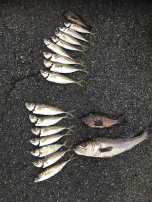 初めての尺メバル