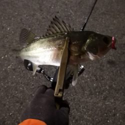 アジング練習 83