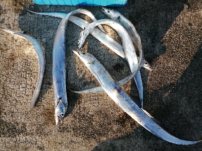 今年の締めにふさわしく!