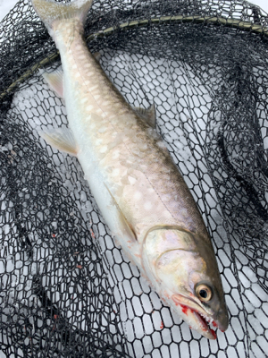 今季初の海アメマス