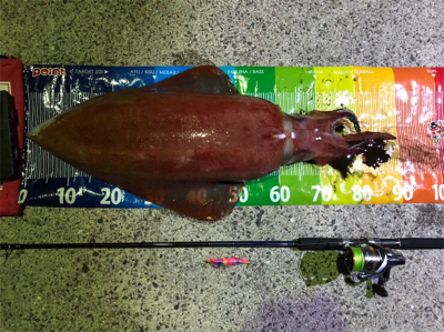 堤防から90cmの紅イカ！