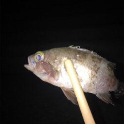 垂水漁港でアジング