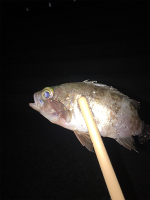 垂水漁港でアジング