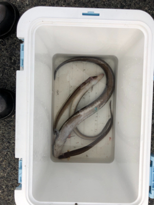 冬の夜はアナゴ釣りで楽しもう！