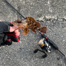 月下美人でカサゴ狙い!