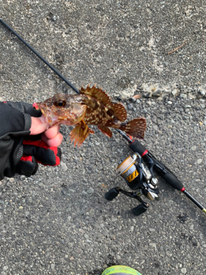 月下美人でカサゴ狙い!