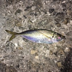 ライトゲーム、アジ・メバル