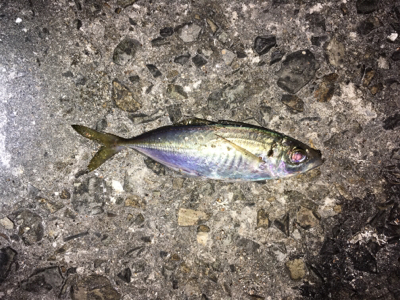 ライトゲーム、アジ・メバル